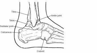 Calcaneal1 Calcaneal1